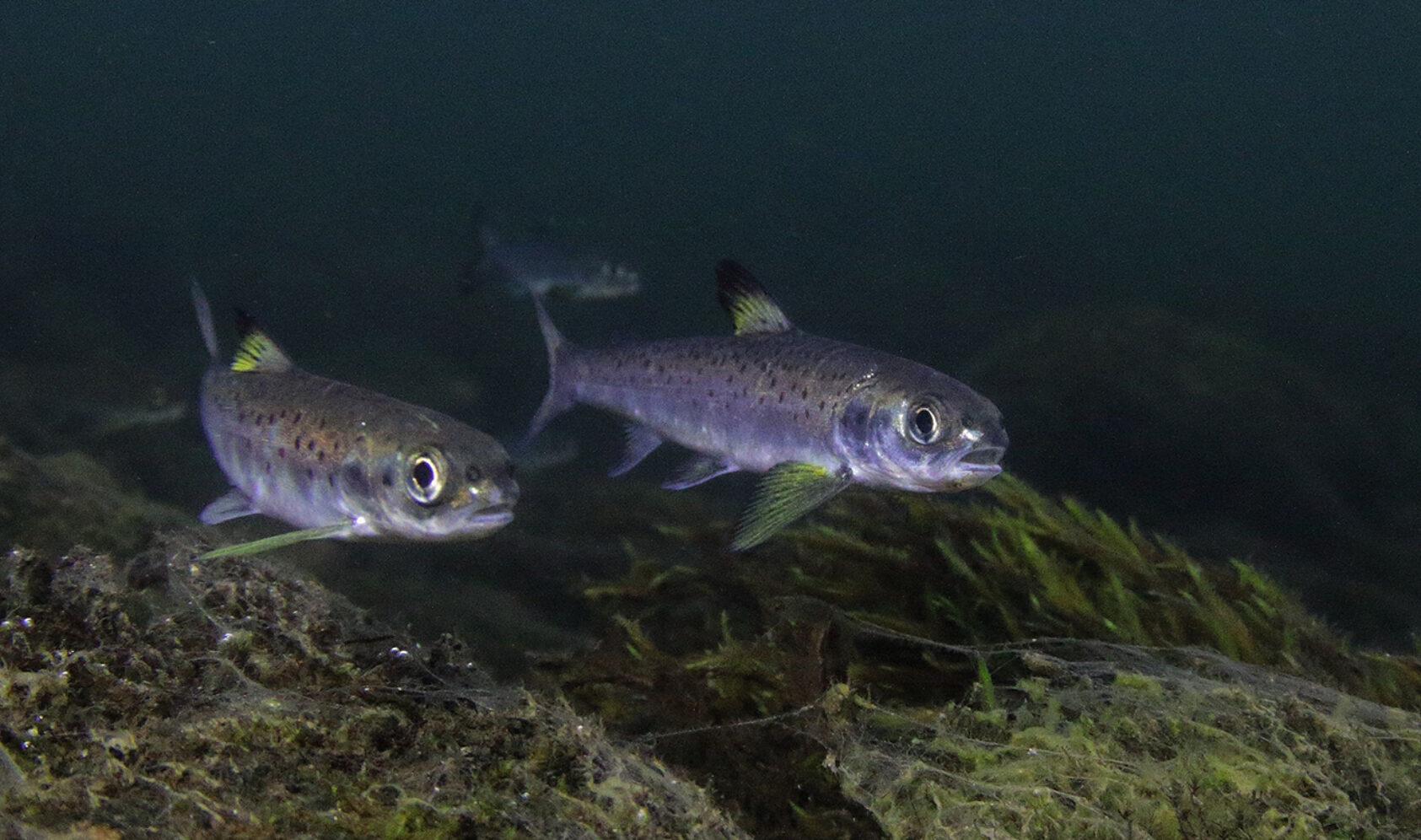 Foto: Bjørn Barlaup / NORCE LFI, Bildet viser laksesmolt som har startet den lange vandringen fra oppvekstområdene i elva til beiteområdene i havet., Illustrasjonsfoto: Laksesmolt, <p>Foto: Bjørn Barlaup, NORCE LFI</p>, Laksesmolt som har startet den lange vandringen fra oppvekstområdene i elva til beiteområdene i havet