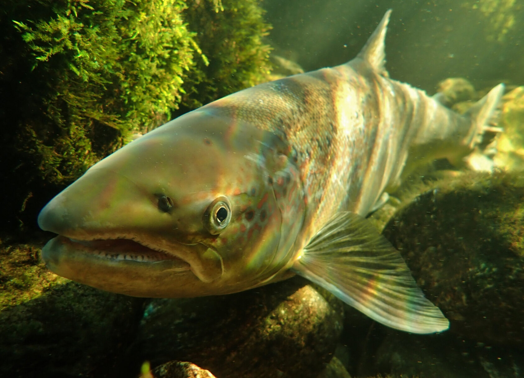 Helge Skoglund, NORCE LFI, Wild Atlantic salmon return from the sea to spawn in their native river., Villaks2 1280x960 foto helge skoglund, <p>Helge Skoglund, NORCE</p>, A grown up salmon - underwater photo